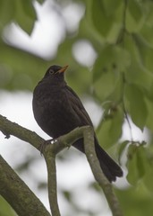 Blackbird (Turdus Merula)