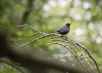Blackbird (Turdus Merula)