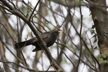 Blackbird (Turdus Merula)
