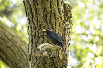 Blackbird (Turdus Merula)