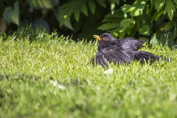 Blackbird (Turdus Merula)