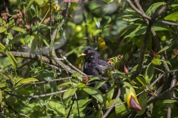 Blackbird (Turdus Merula)