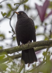Blackbird (Turdus Merula)