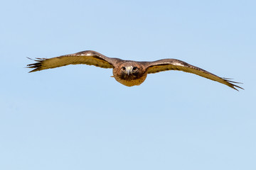 Female Red-tailed hawk flying towards viewer