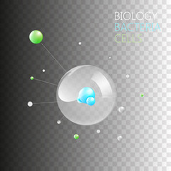 Biology Bacteria Cells