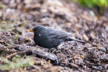 Blackbird (Turdus Merula)