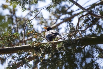 Blackbird (Turdus Merula)