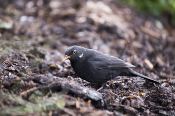 Blackbird (Turdus Merula)