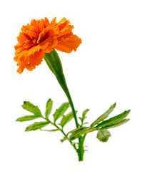 fresh marigold flower isolated on the white background