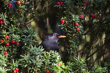 Blackbird (Turdus Merula)
