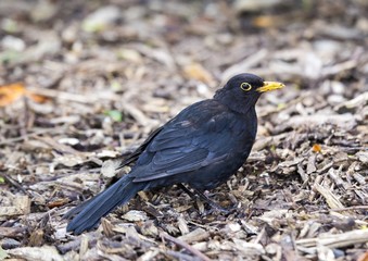 Blackbird (Turdus Merula)