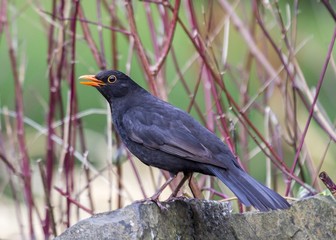 Blackbird (Turdus Merula)