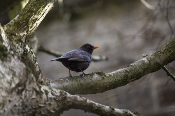 Blackbird (Turdus Merula)