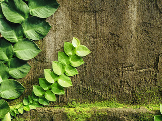 green tropical creeper plant is climbing on a moss wall 