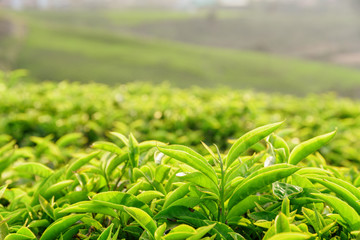 Closeup view of amazing young bright green tea leaves