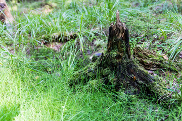 Obraz premium The old stump
