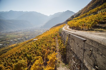 Vignes en automne de Fully et Charrat, Suisse - obrazy, fototapety, plakaty