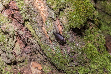 Big Mustachioed Black Bug