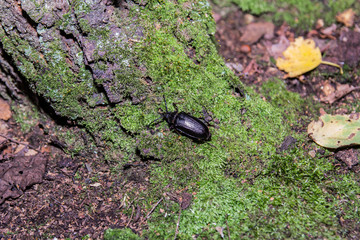 Big Mustachioed Black Bug