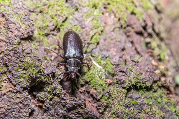 Big Mustachioed Black Bug