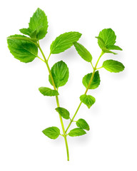 fresh herb, green peppermint isolated on white