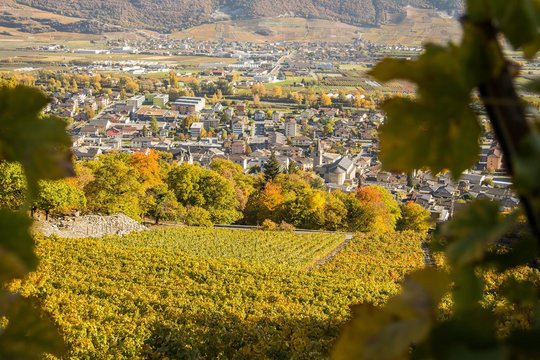 Vignes en automne de Fully et Charrat en Valais, Suisse