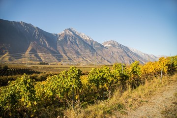 Vignes en automne de Fully et Charrat en Valais, Suisse