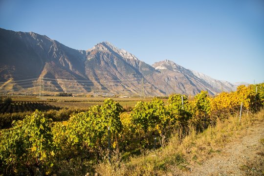 Vignes en automne de Fully et Charrat en Valais, Suisse