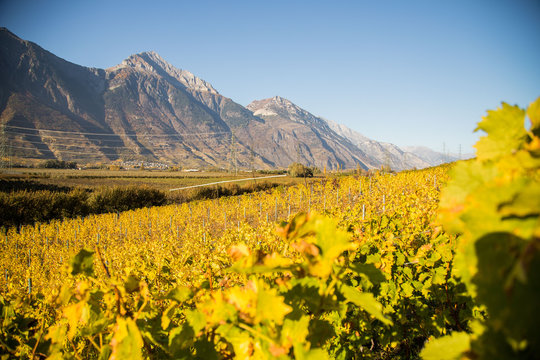 Vignes en automne de Fully et Charrat en Valais, Suisse