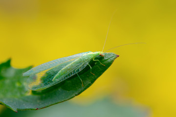 Common green lacewing, Chrysoperla carnea