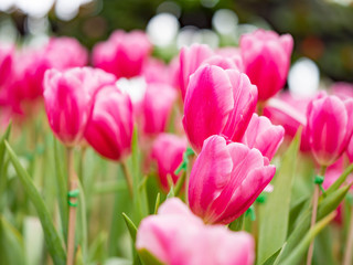 Obraz na płótnie Canvas Colorful Tulip in the garden