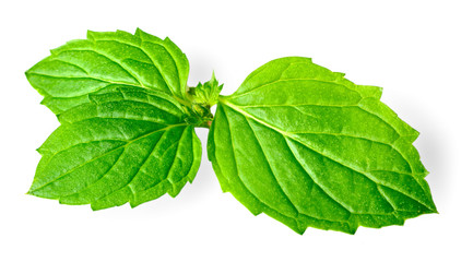 fresh herb, green peppermint isolated on white