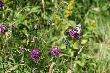 Marbled white butterfly at rest on a thistle flower. 