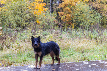 Autumn, rain. A homeless dog in the Uzkoe Park, Moscow