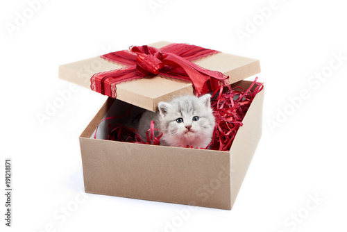 Small Adorable Grey Kitten Looking Out Of Decorated Cardboard Box Being Birthday Present Small Adorable Grey Kitten Looking Out Of Decorated Cardboard Box Being Birthday Present