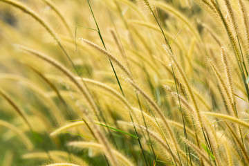 blurred grass flower