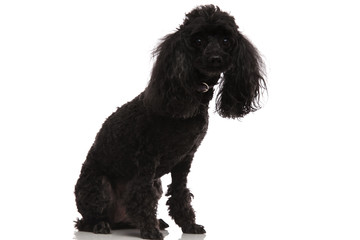 black poodle sitting