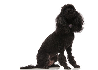 seated black poodle looks up