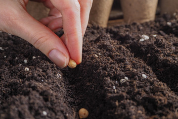 Planting chickpea seeds in the spring in the ground.

