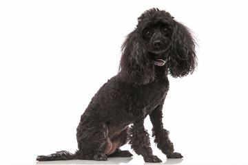 old black poodle sitting