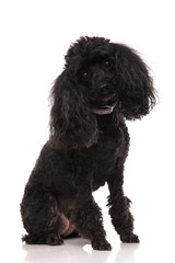 cute black poodle sitting and looking at the camera