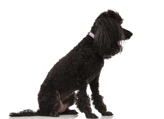 side view of a seated black poodle