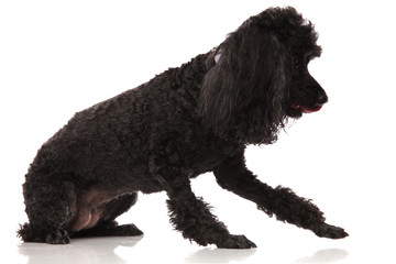 black poodle reachiing for something