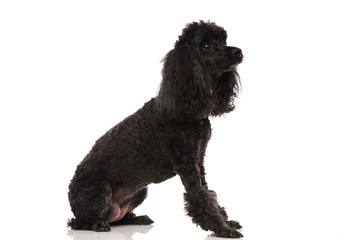 side view of a black poodle looking up