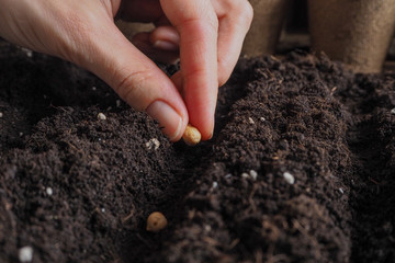 Planting seeds in the ground. Close up.
