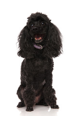 happy black poodle is panting with mouth open