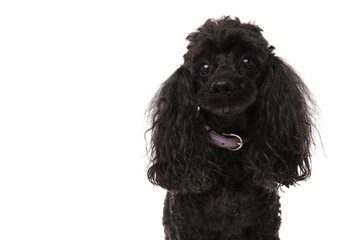 sad little black poodle i