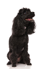 side view of a happy poodle looking up