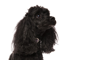 black poodle with sad face looks up