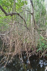 Mangrove swamp, mud in Guadeloupe, wild nature with mangrove plants
